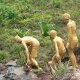 95- Spectres dans la nature 